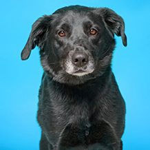 A black dog with a gray muzzle