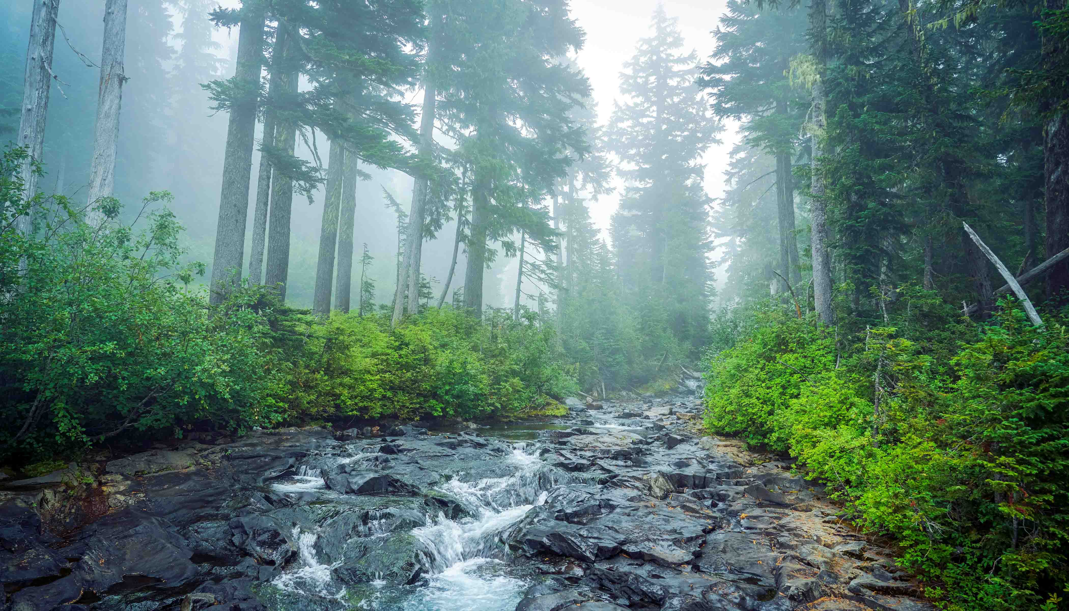 A Rocky Creek Flowing Through the Forest