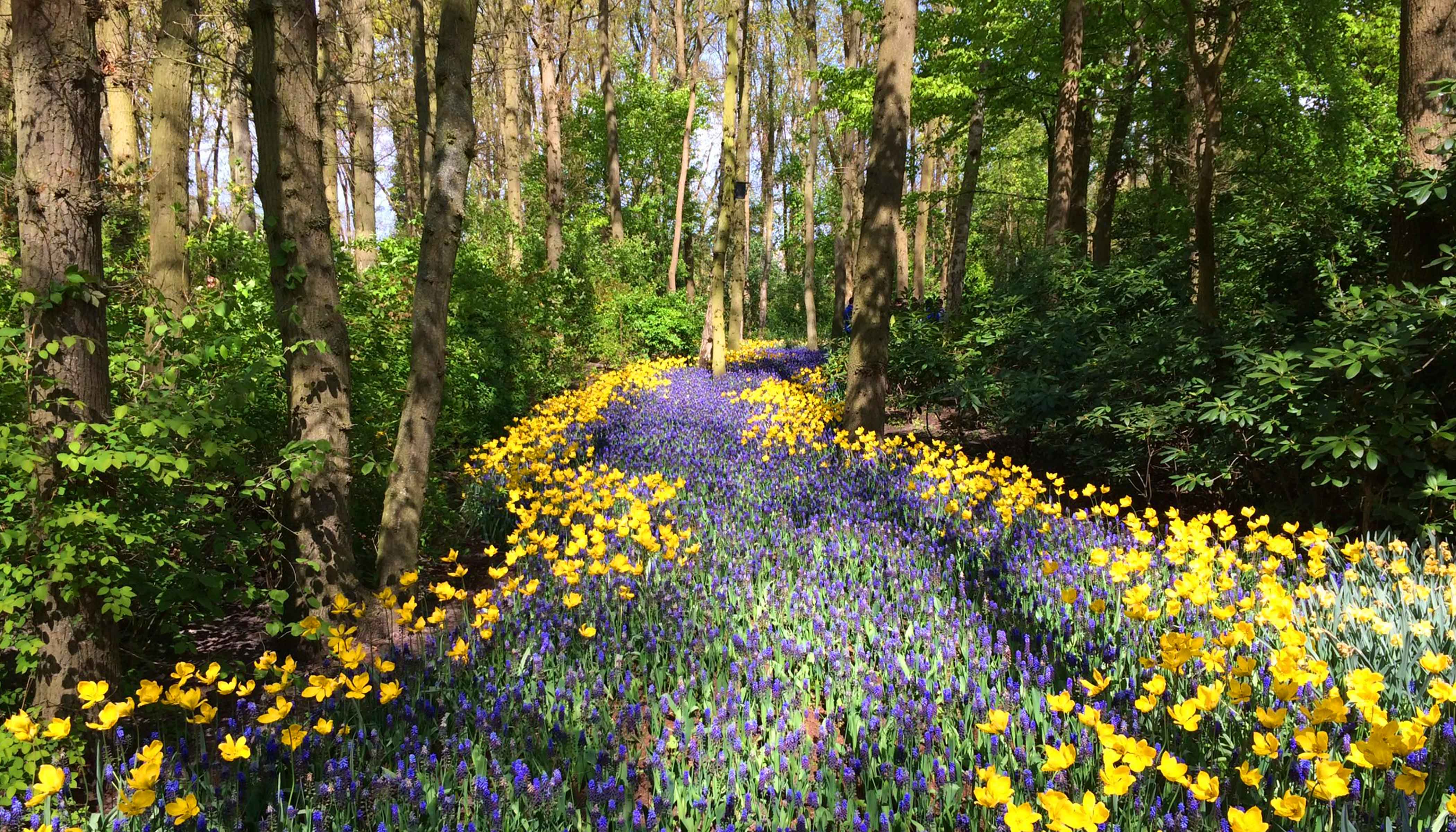 A Trail of Purple and Yellow Flowers Through A Forest