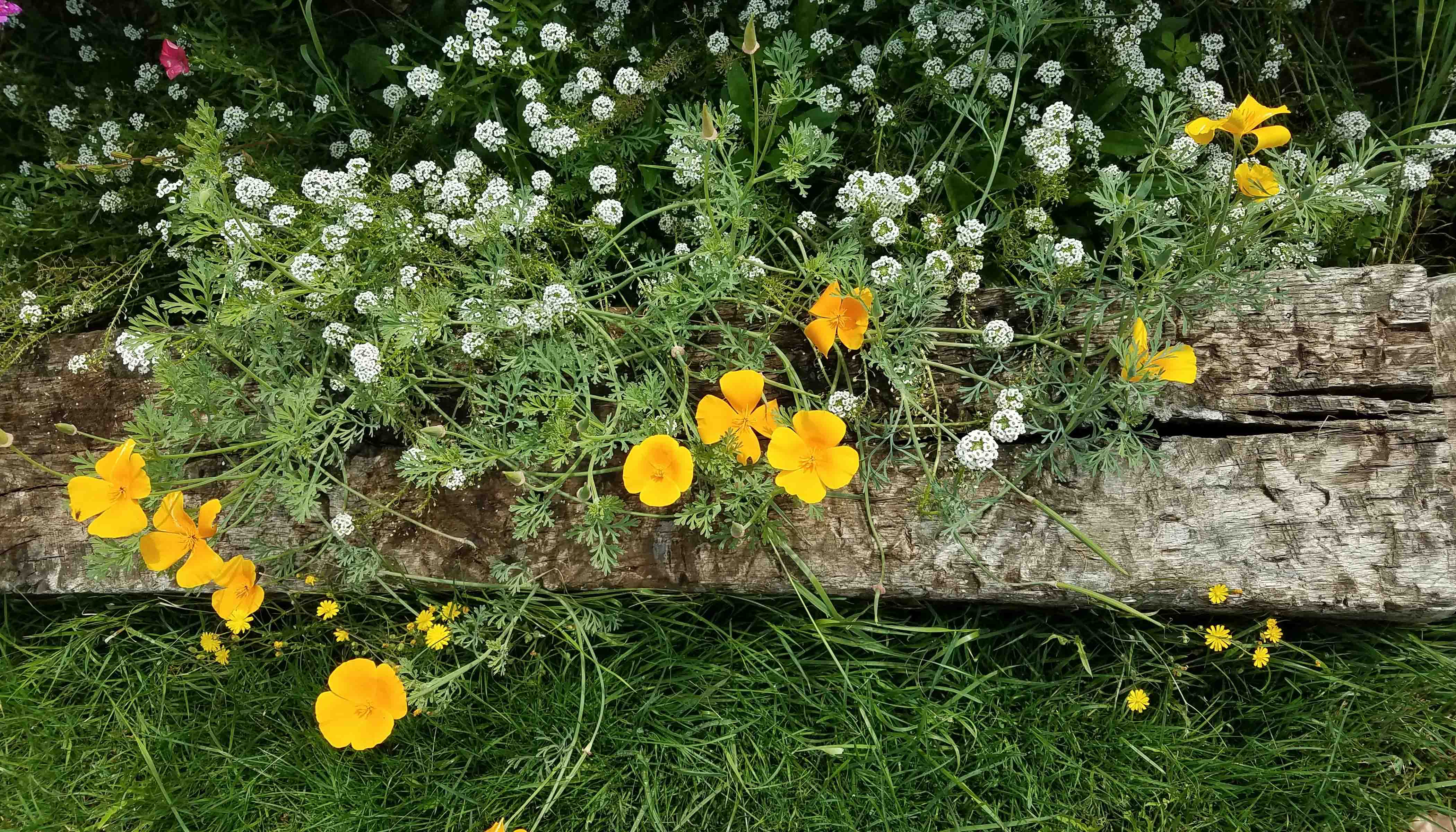 Yellow and White Flowers Growing Over Wood Yellow and White Flowers Growing Over Wood