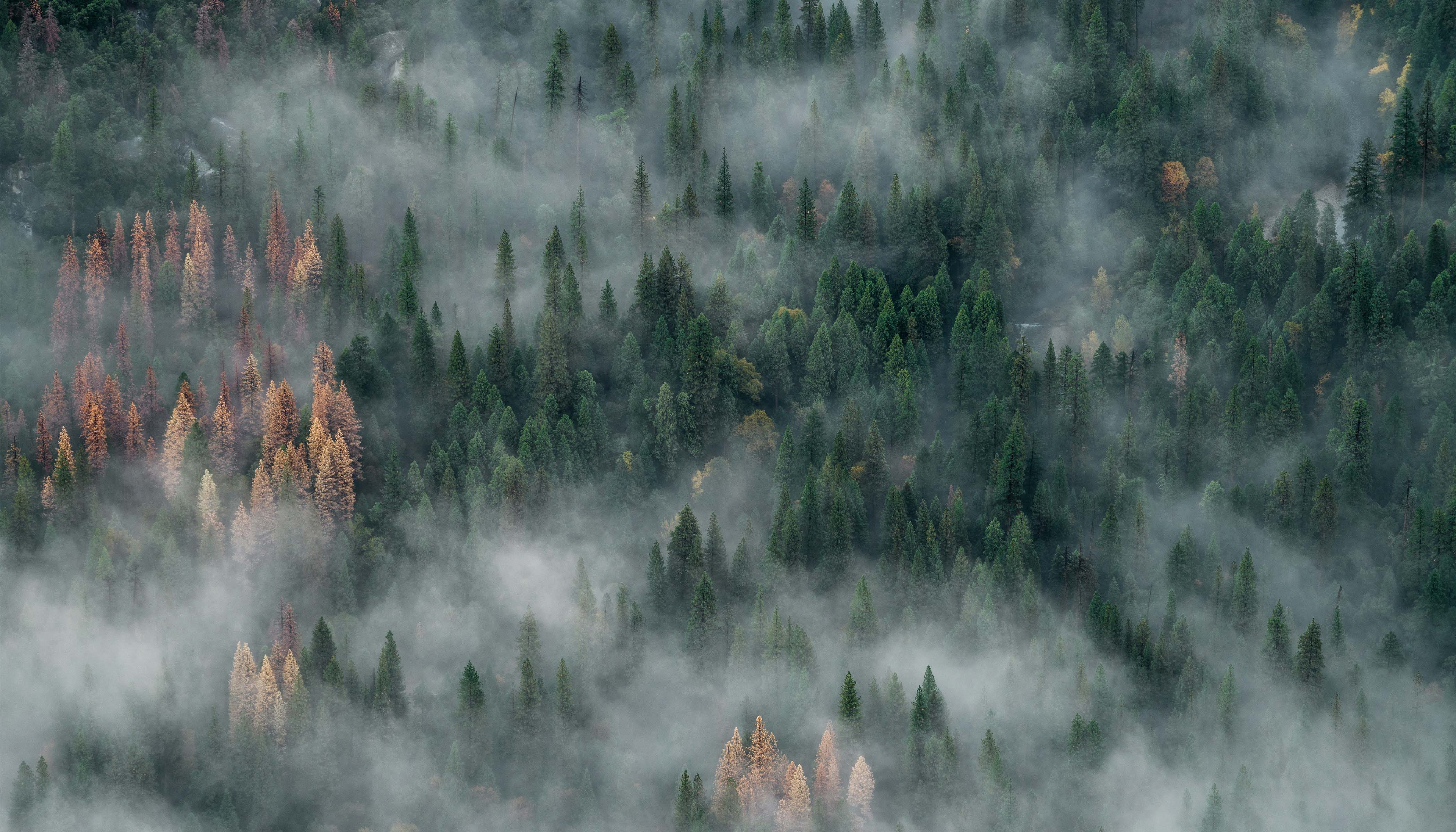 Overview Shot of Fog Rolling Through A Forest