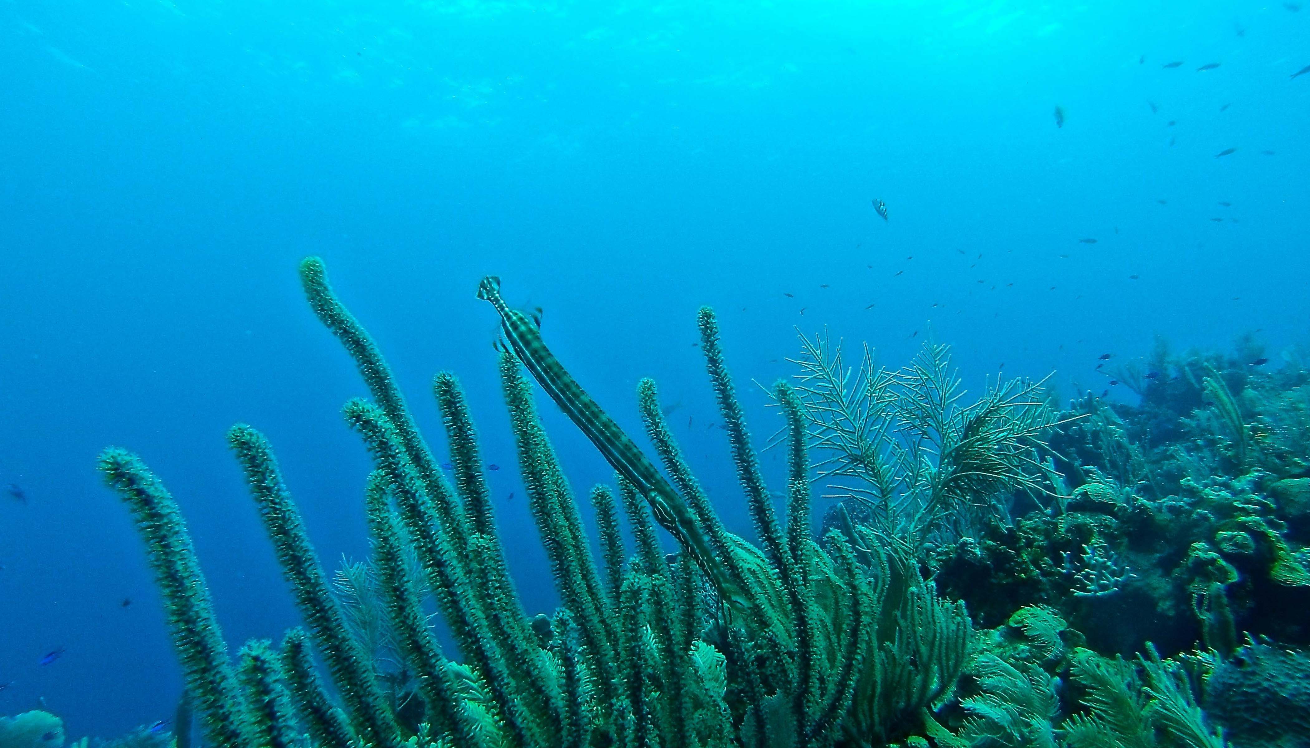 Coral and Fish Underwater